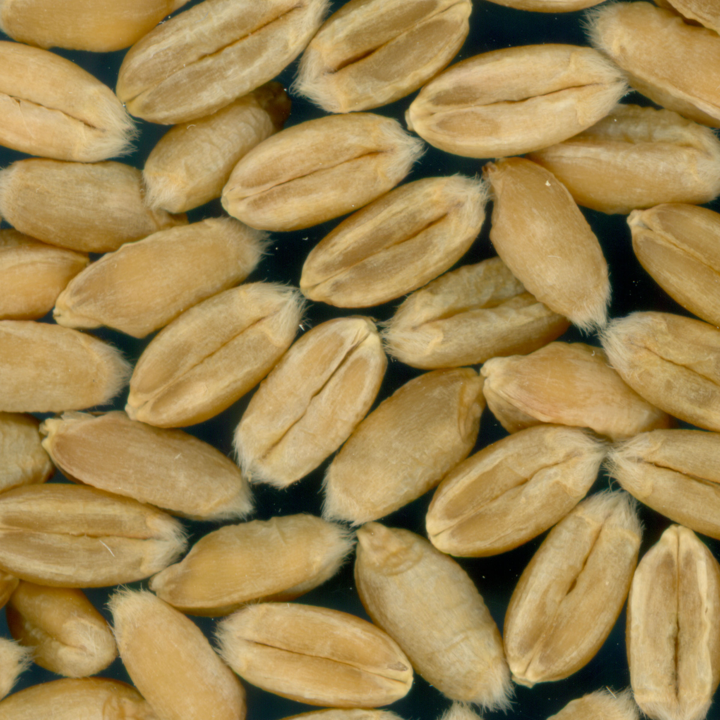 KERNELS